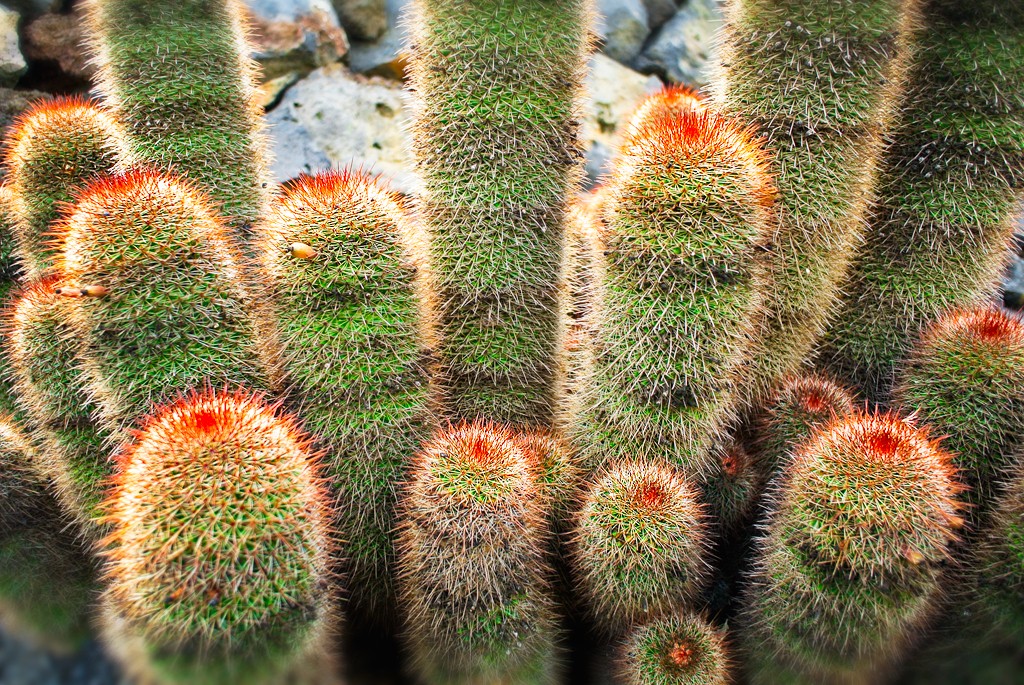 kaktusy12
