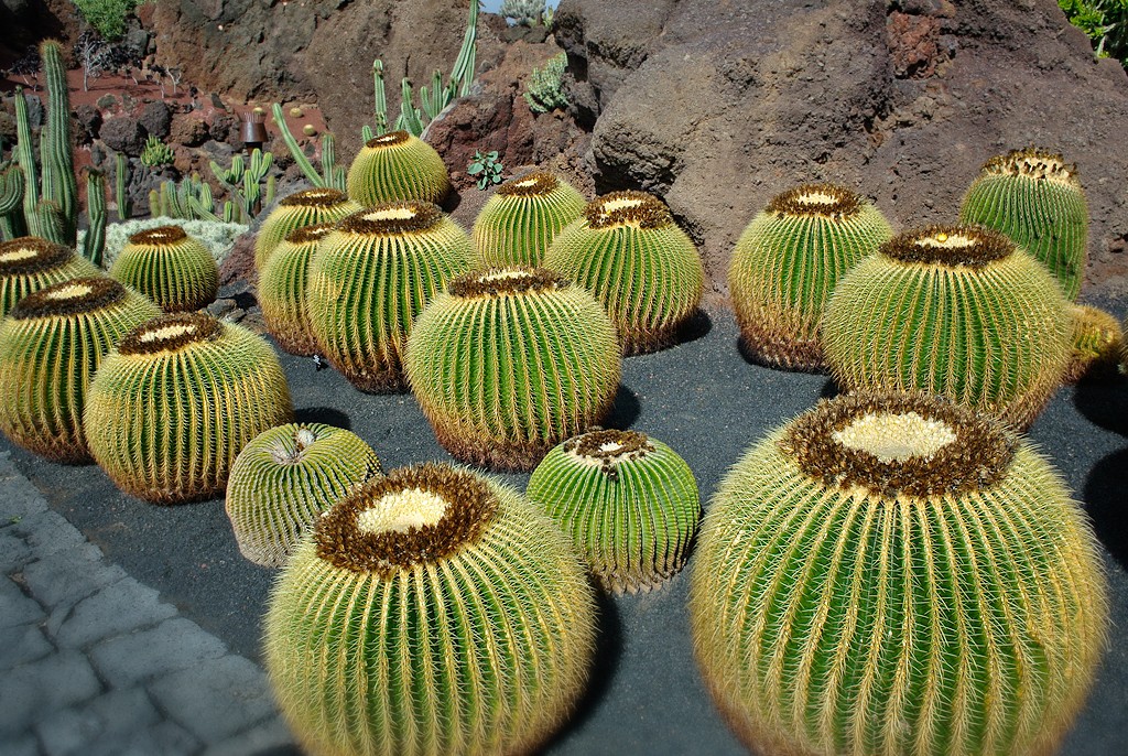 kaktusy9
